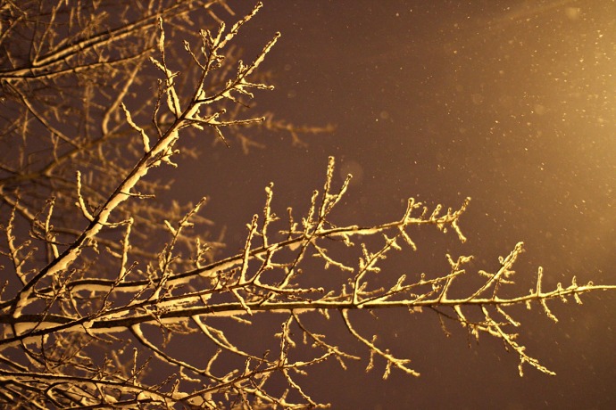Snowy branch with warm street light.